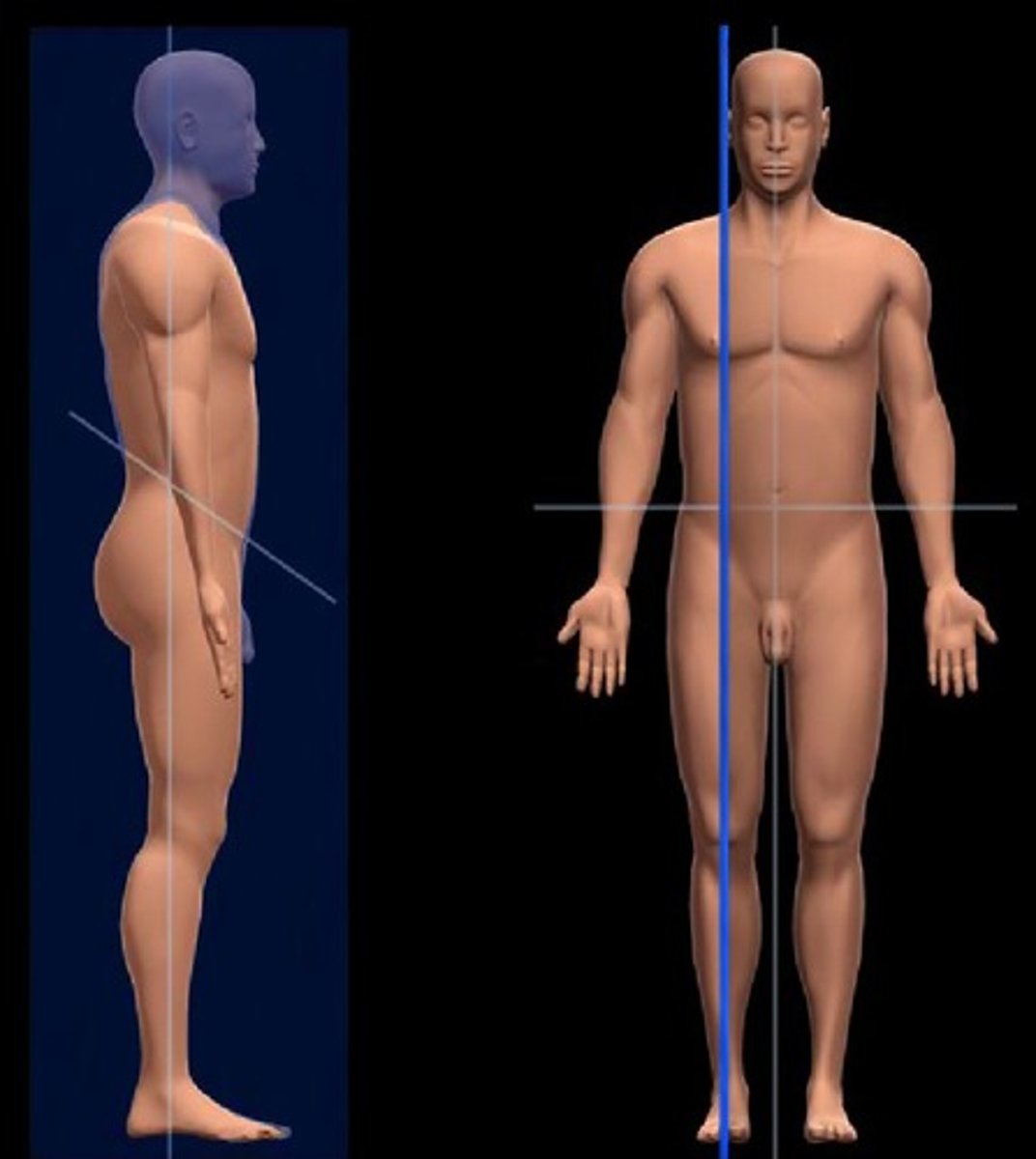 <p>A vertical plane that divides the body (or an organ) into right and left parts.</p>