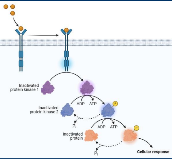 <p>Receptors activation can initiate an <strong>enzyme cascade</strong> in which a series of enzymes activate one another in sequence leading to changes to cell function</p>
