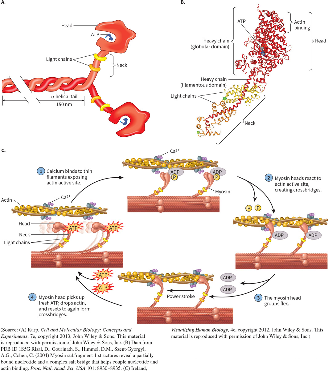 <p>What protein is this? Structural and functional characteristics?</p>