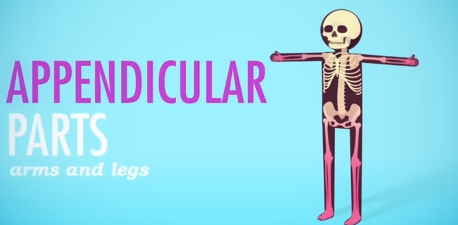 <p>Appendicular Parts</p>