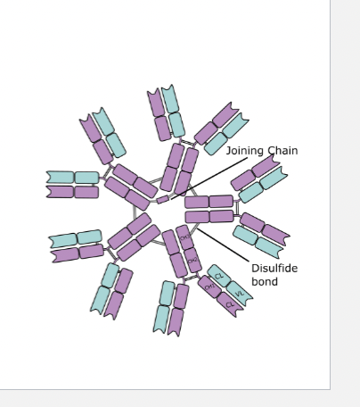 <p><span><span>IgM important info</span></span></p>
