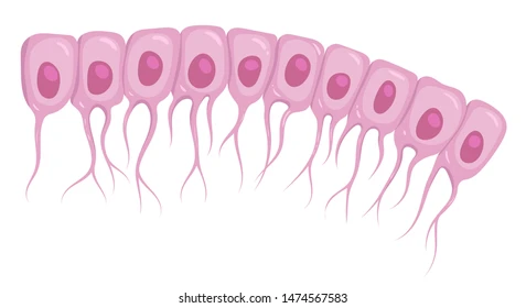 * tapissent les ventricules
* facilite circulation du LCS
* prennent le plasma et le SHOOT dans ventricules 