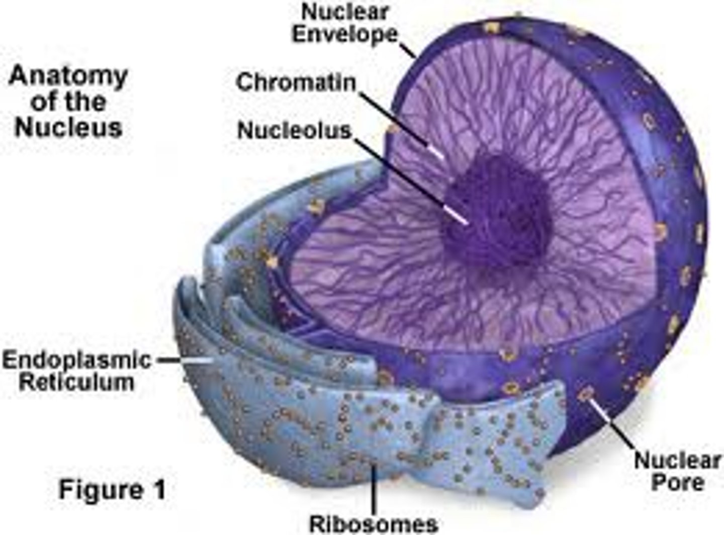 <p>semi-solid fluid inside the nucleus that contains the chromatin and nucleolus</p>