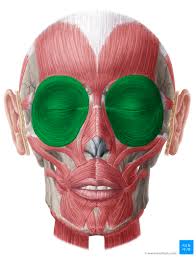 <p>sphincter muscle around eye socket; [closes eyelid, compress lacrimal sac] <em>Origin: from maxilla and frontal bones Insertion circles orbits to insert back at origin</em></p>
