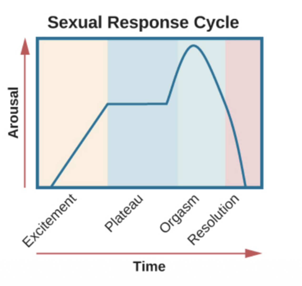 <p>excitement, plateau, orgasm, and resolution; male and females have the same 4 phases</p>