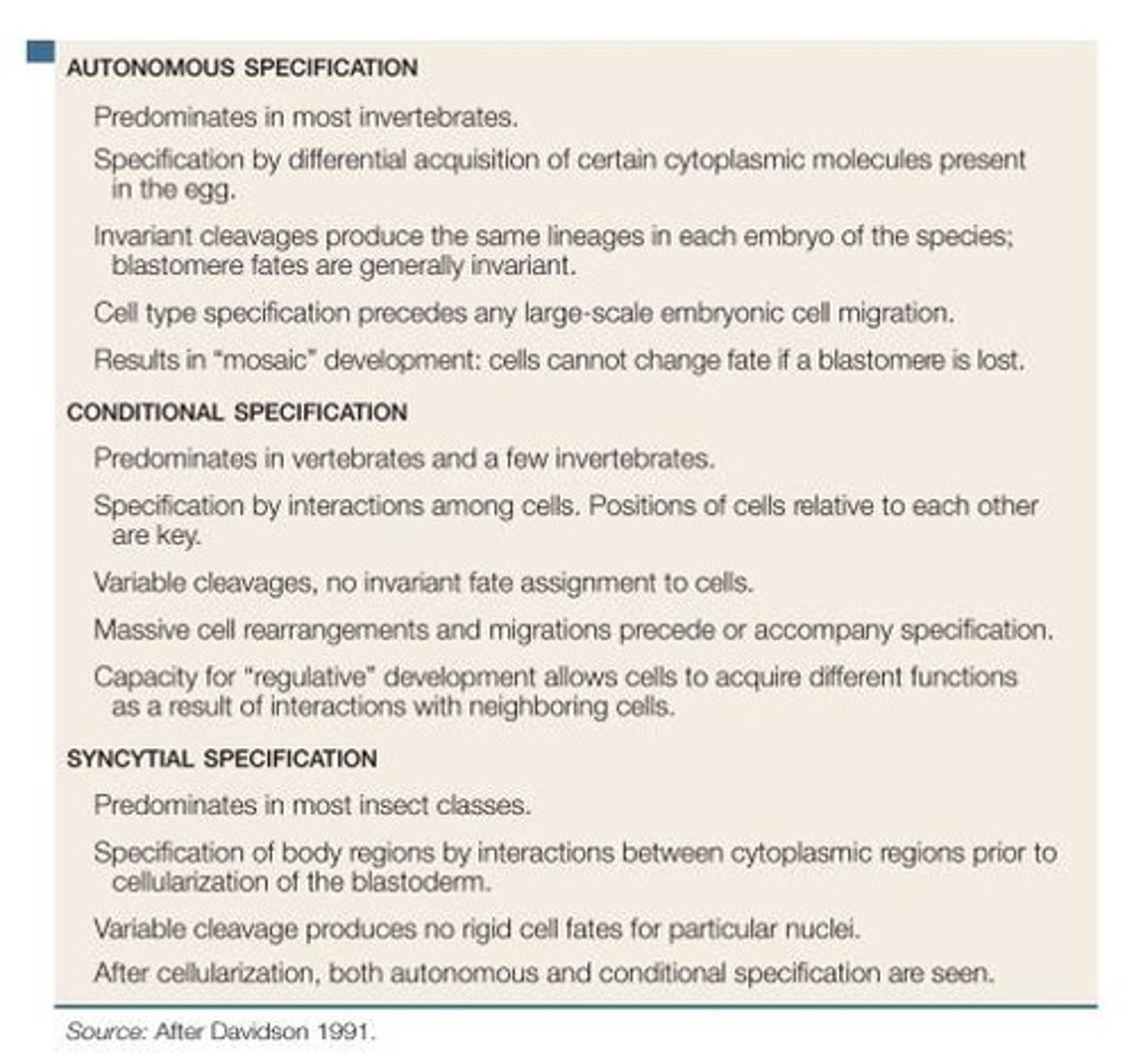 <p>Influenced by cytoplasmic determinants in the cells, likely transcription factors.</p>