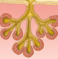 <p>Duct branches and alveolar secretory structure</p>