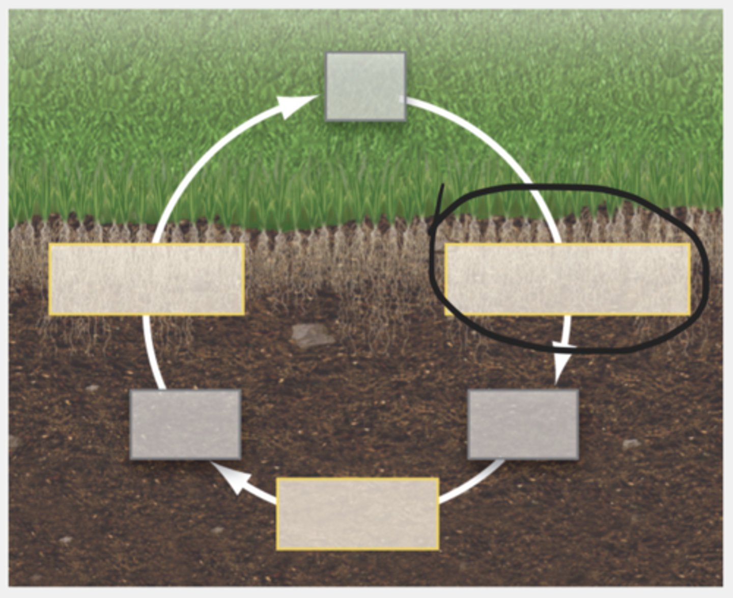 <p>Fundamental nutrient for living organisms. Deposits on Earth through nitrogen fixation and reactions involving lightning and subsequent precipitation. Returns to the atmosphere through combustion of biomass and denitrification.</p>