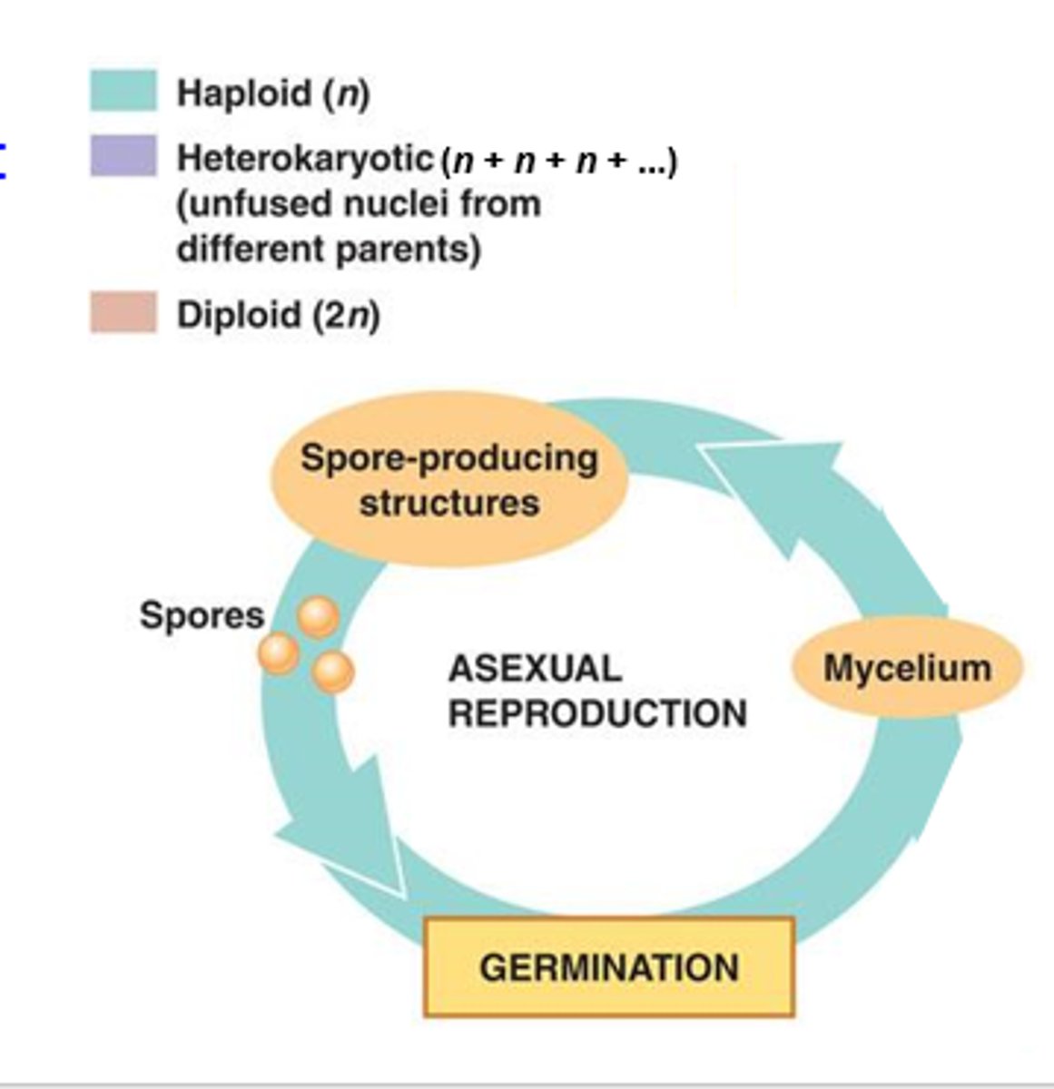 <p>a single parent organism produces genetically identical offspring through methods like spore formation, budding, or fragmentation, allowing for rapid reproduction and dispersal</p>