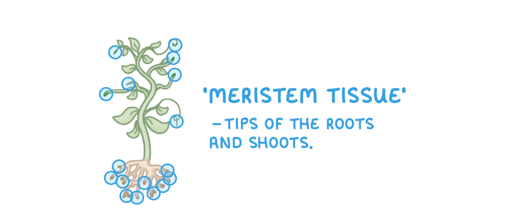 <p>Plant tissues that are continually growing and contain stem cells are called <strong>meristem tissues</strong>.</p><p style="text-align: center"></p><p style="text-align: center"><strong><em>Meristem tissues are found in the tips of the roots and shoots.</em></strong></p>
