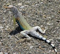 <p>• Washington Co. • 6-10cm • Bands on tail • Diurnal • Short snout • Long legs and toes • Long, flat tail</p>