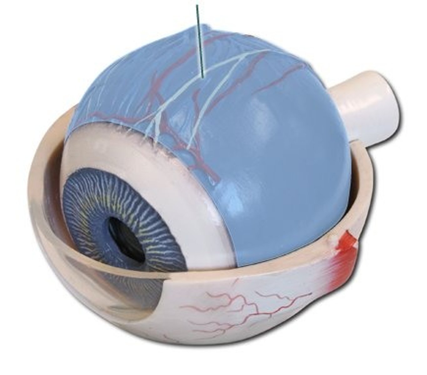 <p>middle layer of the eye that contains blood vessels</p>