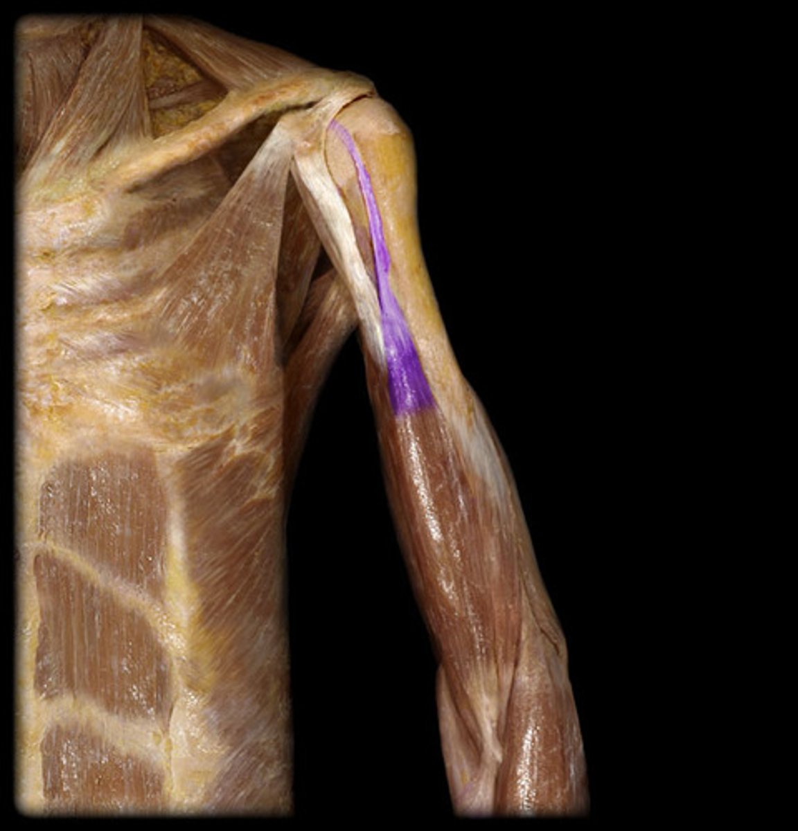 <p>Action: Flexion of the forearm at the humeroulnar j. ; Supination of the forearm and the proximal radioulnar j.</p><p>Proximal: supraglenoid tubercle of scapula b.</p><p>Distal: radial tuberosity and bicipital aponeurosis of the radius b.</p>