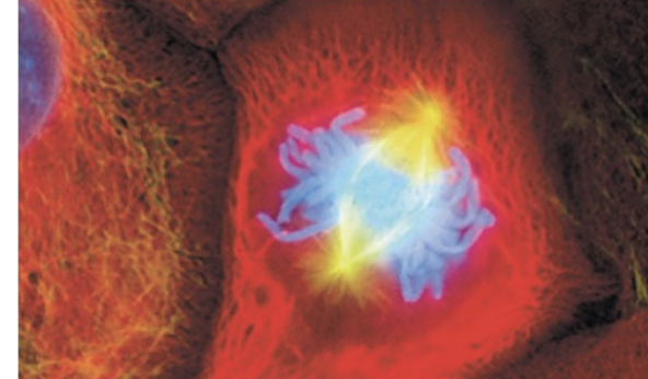 <p>chromosomes align on the metaphase plate</p><ul><li><p>sister chromatids face opposite poles</p></li></ul>
