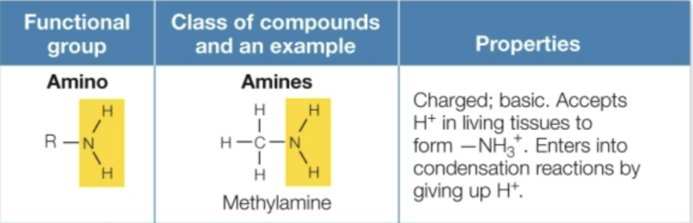 <p>Class of compounds: amines (methylamine) <strong>H-N-H</strong></p><p>Properties: charged; basic, accepts H+ in living tissues to form -NH3+, enters into condensation reactions by giving up H+</p>