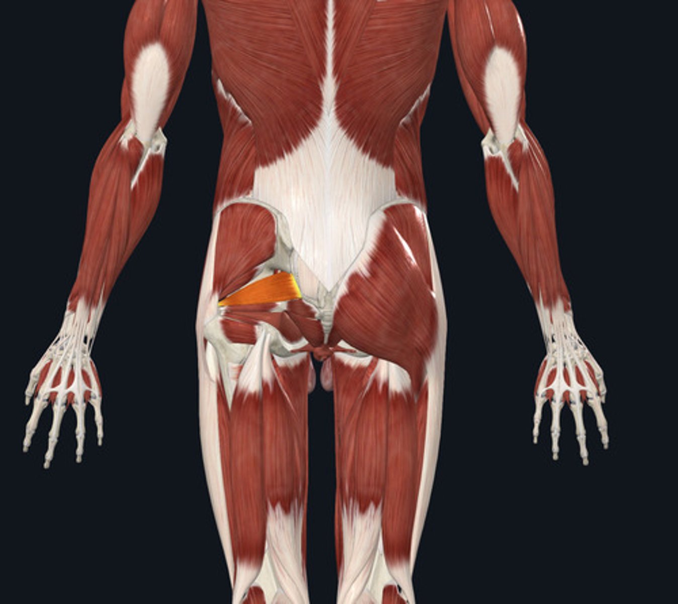 <ul><li><p><u>Origin:</u>&nbsp;Sacrum</p></li><li><p><u>Insertion:</u>&nbsp;Femur</p></li><li><p><u>Action:</u>&nbsp;Hip lateral rotation</p></li></ul><p></p>