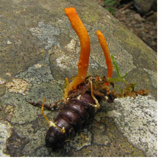 <p>Cordyceps militaris</p>