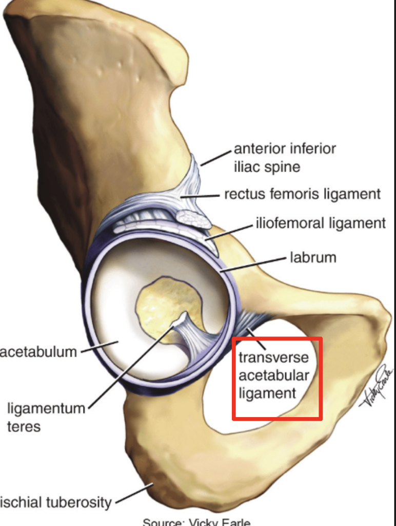 <p>attaches to the edges of the acetabular notch</p>
