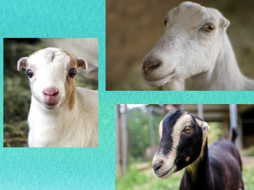 <p>what breed is this</p>