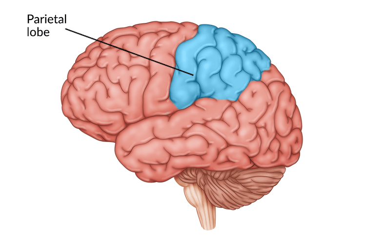 <p>the area of the cortex that receives and processes sensory information such as touch, pressure, temperature, and spatial orientation.</p>