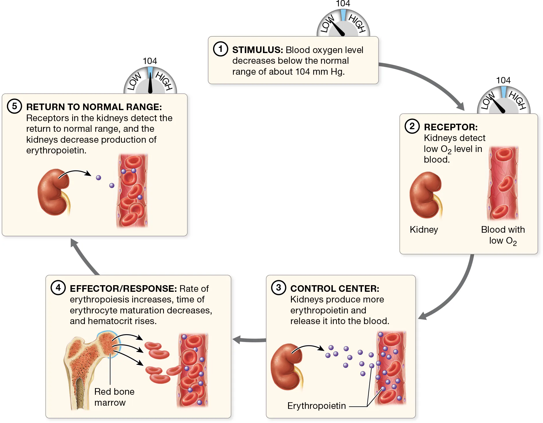<p>regulation of hematocrit by negative feedback loop, if too low, not enough oxygen to tissues. If too high, the blood becomes thicker (increased viscocity) making bloodflow sluggish.&nbsp;</p><p></p><p><strong>Stimulus: Blood oxygen level decreases below the normal range of about </strong></p><ul><li><p><span>104&nbsp;mm&nbsp;Hg</span><strong>.</strong> A decrease in the oxygen content of blood is usually due to respiratory problems, but it may also result from heart conditions or reduced availability of oxygen</p></li></ul><p></p><p><strong>Receptor: Kidney cells detect a low oxygen level in blood.</strong> </p><ul><li><p>Specialized cells in the kidneys act as chemoreceptors and monitor the blood’s oxygen content.</p></li></ul><p></p><p><strong>Control Center: Kidneys produce more erythropoietin and release it into the blood.</strong> </p><ul><li><p>(which communicates with hematopoietic stem cells (HSCs) in the bone marrow.)</p></li></ul><p></p><p><strong>Effector/Response: Rate of erythropoiesis increases, time of erythrocyte maturation decreases, and hematocrit rises</strong>.</p><ul><li><p>Erythropoietin can also trigger the replacement of yellow bone marrow with red bone marrow</p></li></ul><p></p><p><strong>Return to Normal Range: Receptors in the kidneys detect the return of blood oxygen to the normal range, and the kidneys decrease production of erythropoietin.</strong></p><p></p>