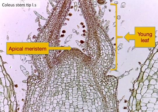 <p>shoot apical meristem</p>