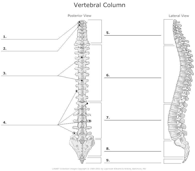 What vertebral section is #9