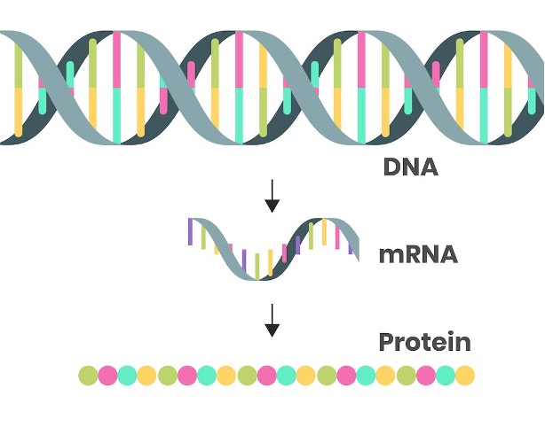 <p>messenger RNA (mRNA)</p>