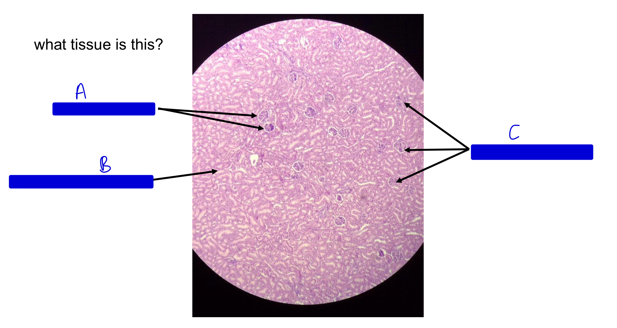 <p>what tissue is this?</p>