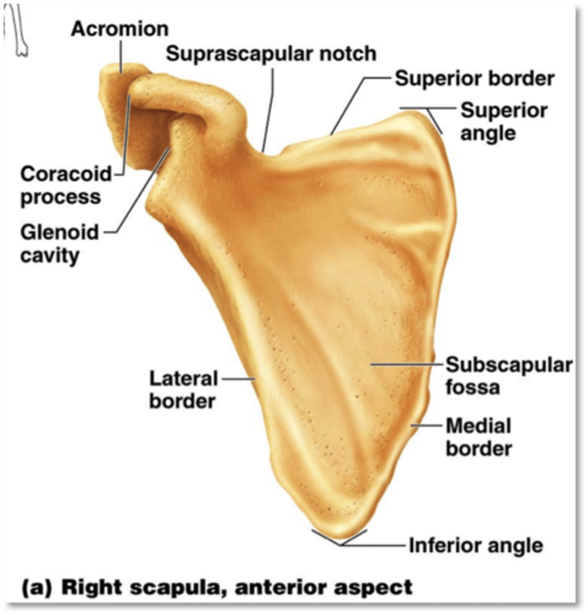 <p>Spine, acromion, coracoid process, glenoid cavity</p>
