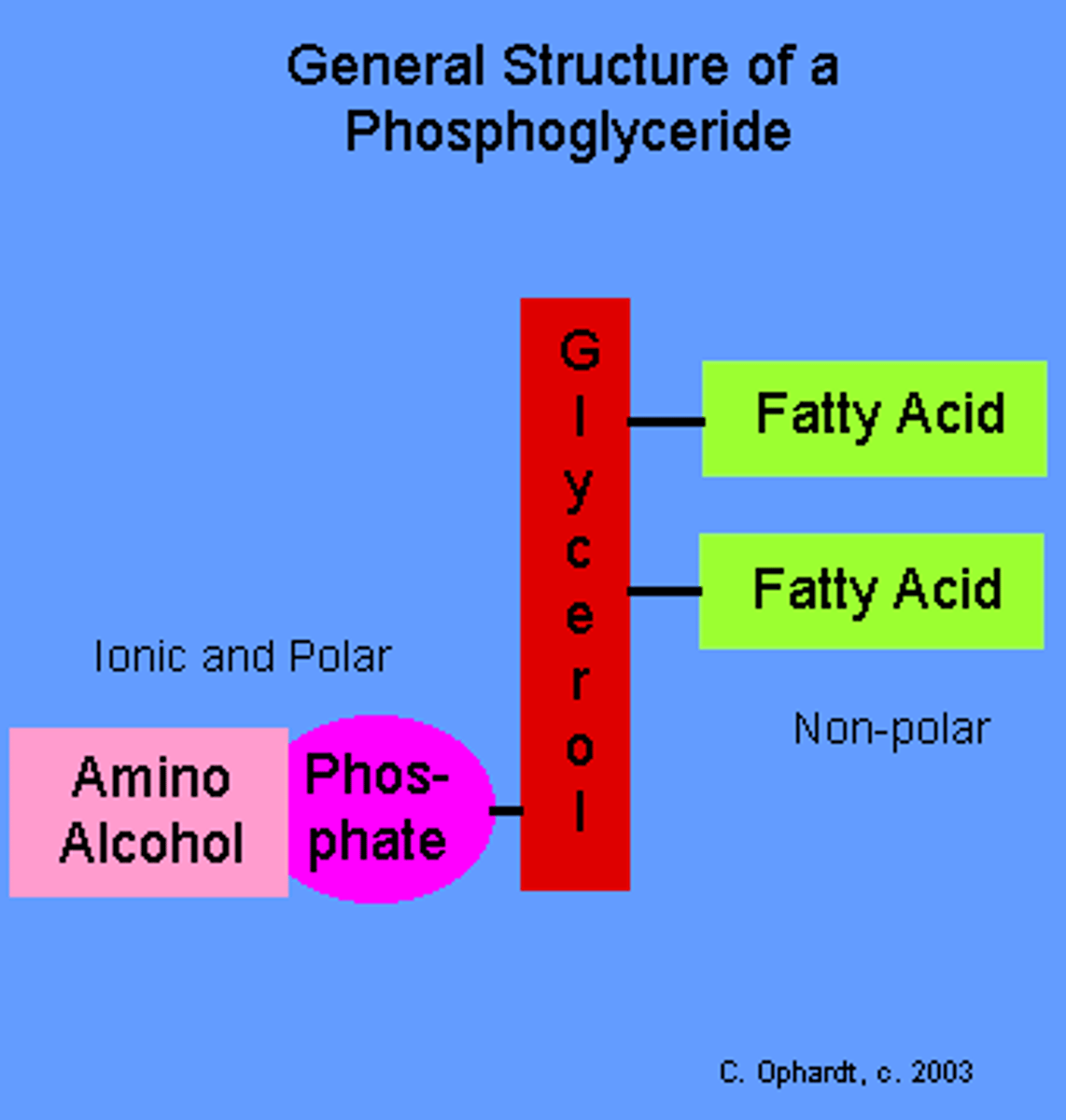 <p>Both hydrophobic and hydrophilic</p>