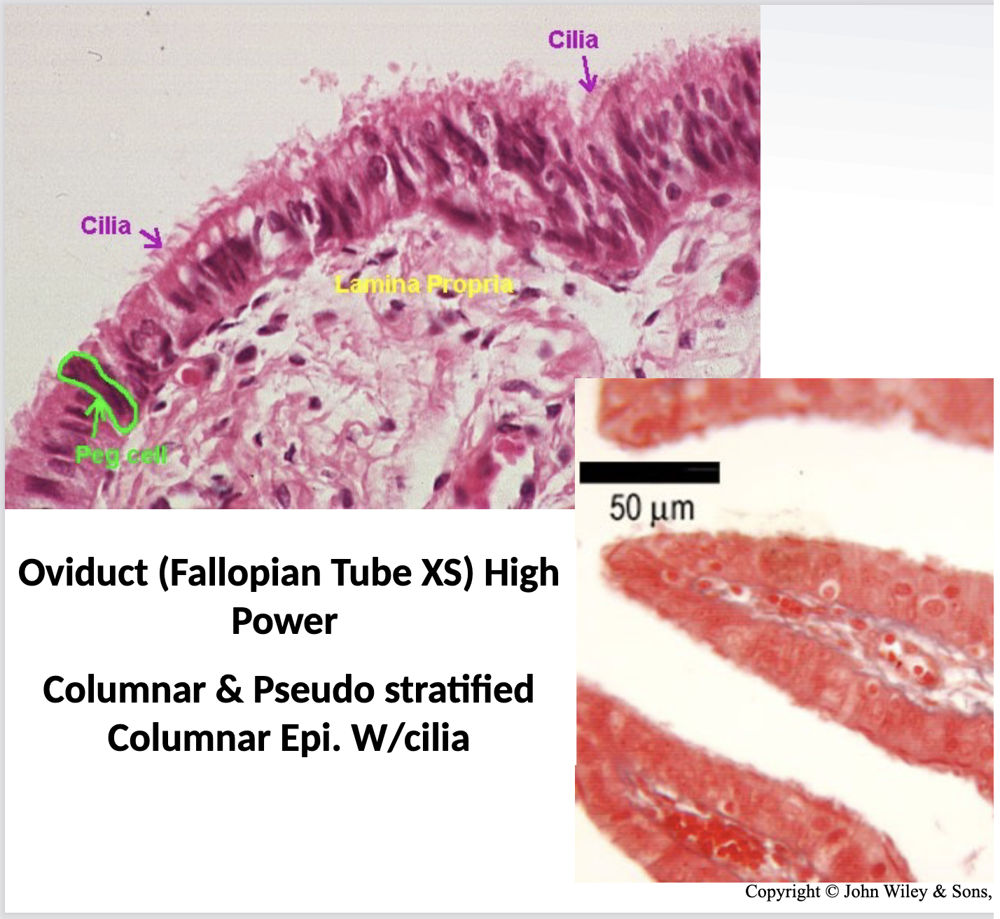 <ul><li><p>ciliated columnar epithelium</p></li><li><p>pseudostratified ciliated columnar epithelium </p></li><li><p>function is to move products </p></li><li><p>found in uterine tube and fallopian tube</p></li><li><p>looks like hair-like projections on apical surface (moves)</p></li></ul><p></p>