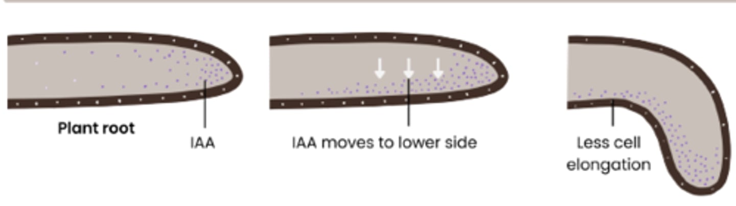 <p>1. Cells in tip of shoot/root produce IAA</p><p>2. IAA diffuses down shoot/root (initially evenly)</p><p>3. IAA moves to lower side of shoot / root (so conc. increases)</p><p>4. In shoots this stimulates cell elongation, whereas in roots this inhibits cell elongation</p><p>5. So shoots bend away from gravity whereas roots bend towards gravity</p>