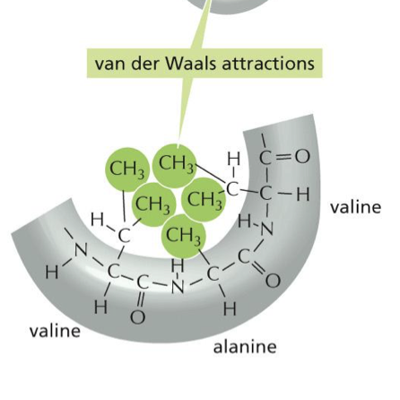 <p>they are interactions between things that are very hydrophobic. the molecules hide out in the center. it is a very weak interaction</p>
