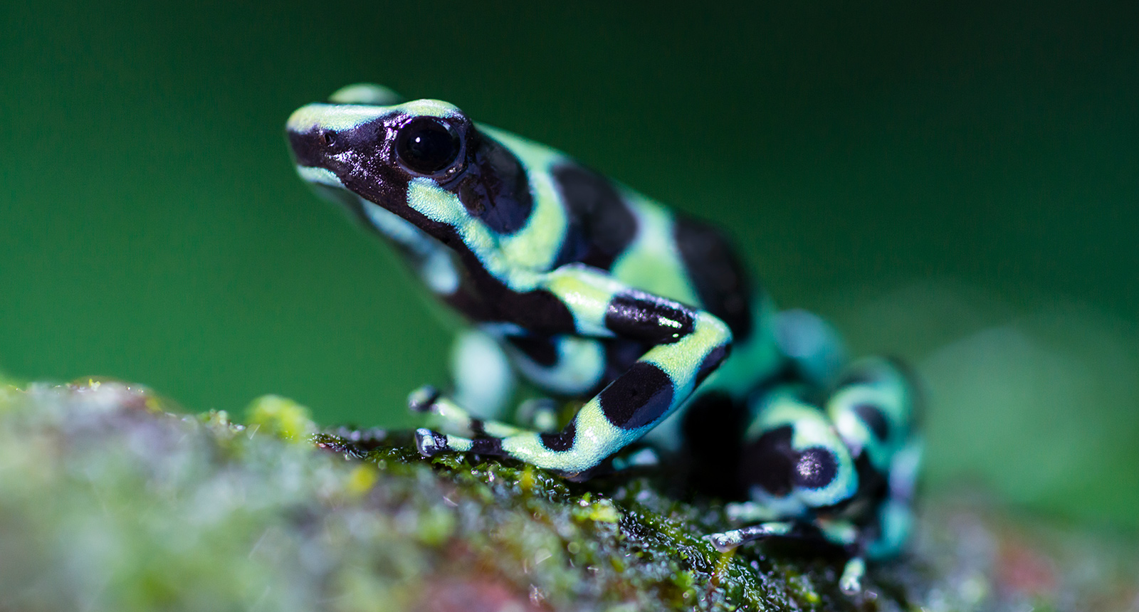 Green and black poison arrow frog
