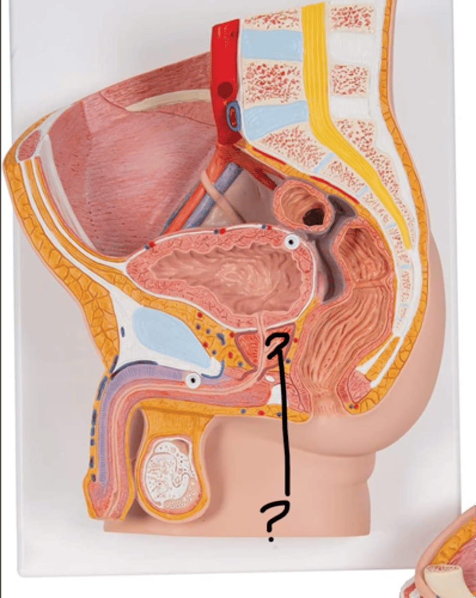 <p>Name this tube</p>