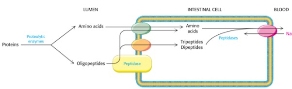 <ul><li><p>Proteases cleave proteins, zymogens are inactive proteases.</p></li><li><p>Many of the proteases are dissolved in the lumen of the intestines</p></li><li><p>Peptidases that can cleave oligopeptides are attached to the outside surface of intestinal cells.</p></li><li><p>Transporters pass the amino acids and di- and tripeptides into the cells and out into the blood stream</p></li></ul>