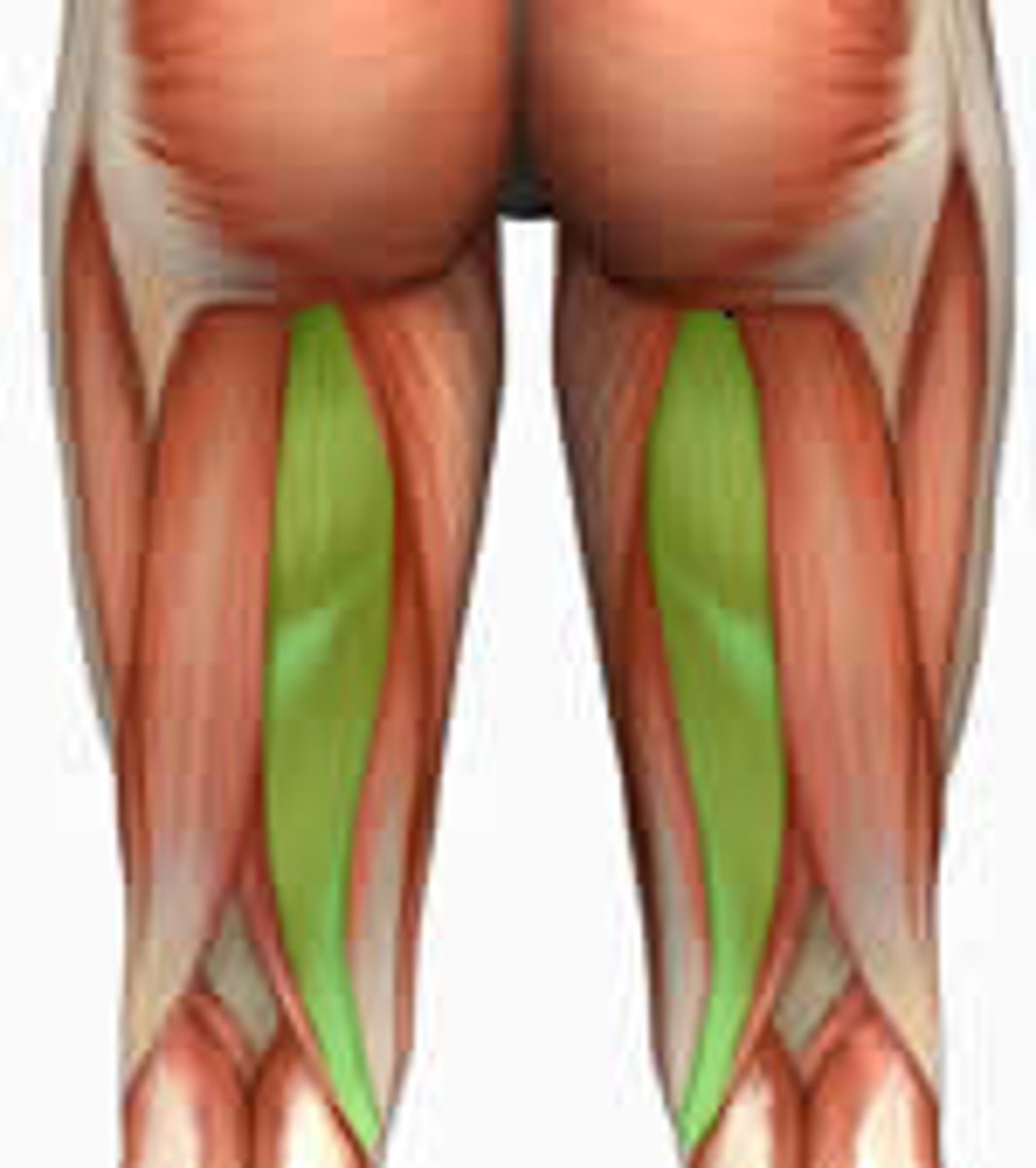 <p>origin: ischial tuberosity</p><p>insertion: proximal anteromedial surface of tibia</p><p>action: extension, flexion of knee</p>