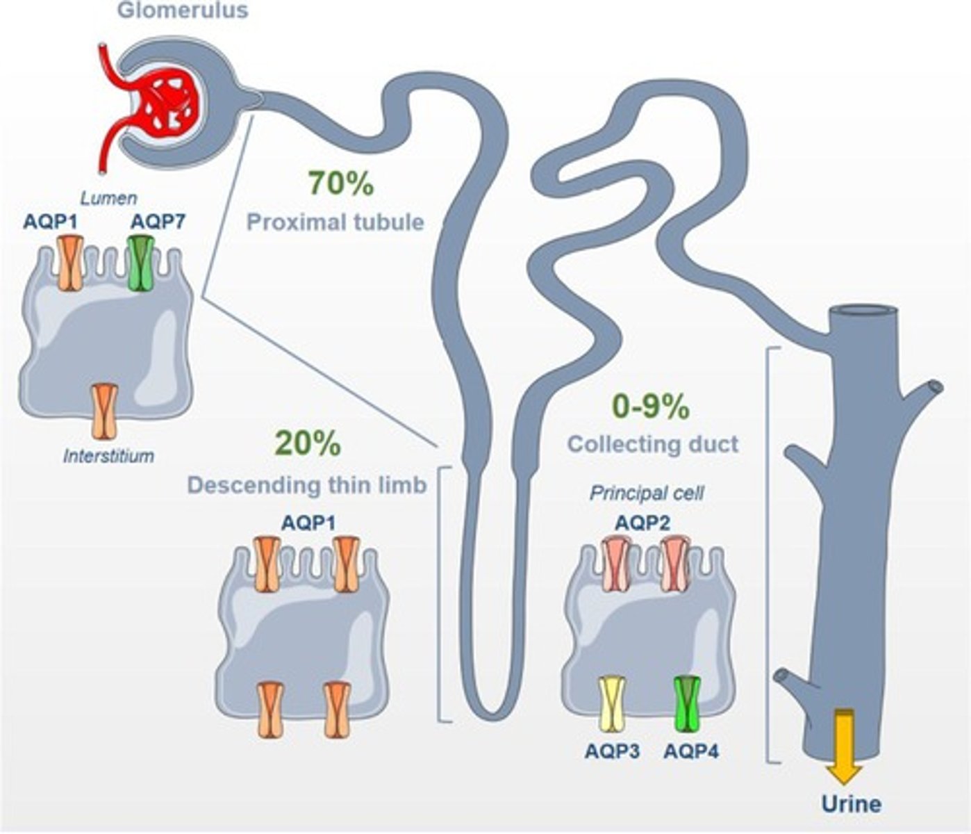 <p>Aquaporins are integral membrane proteins that facilitate the passive movement of water across cell membranes, crucial for water reabsorption.</p>