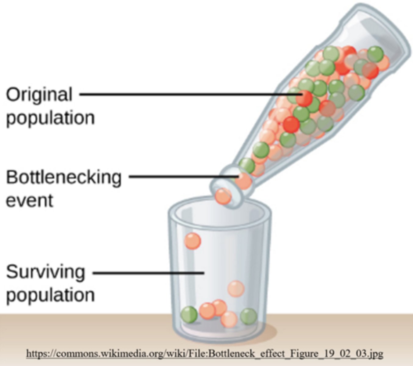 <p>genetic drift</p>