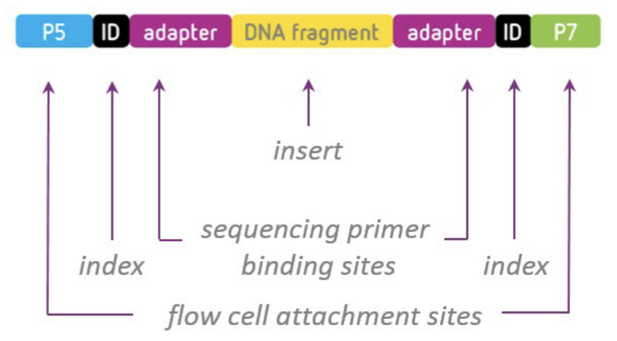 <ul><li><p>Step 1 = library preparation.</p></li><li><p>Adapters attach to DNA fragments to provide priming sites for cluster amplification and sequencing on the flow cell.</p><ul><li><p>Adapters are&nbsp;a pair of annealed oligonucleotides that facilitate clonal amplification and sequencing reactions. Identical duplex adapters are ligated to both ends of the library fragments so that oligos on the flow cell can recognize them for sequencing.</p></li><li><p>Adapter ligation&nbsp;is a method of attaching synthetic oligonucleotides with known sequences</p></li></ul></li><li><p>It can also incorporate index barcodes that allow multiplexing of multiple samples in a single run.</p></li><li><p>On the 8-lane flow cell:</p><ul><li><p>Each spot has an attached oligo.</p><ul><li><p>Oligo = oligonucleotide = single-stranded fragment of DNA or RNA.</p></li></ul></li><li><p>DNA fragments need to bind these oligos to attach to the surface.</p></li><li><p><u>Add adaptors to fragments</u>.</p></li></ul></li><li><p>PCR (polymerase chain reaction) is a molecular biology technique used to make many copies (amplify) of small sections of DNA or a gene.</p></li><li><p>Using PCR, we can generate thousands to millions of copies of a particular section of DNA from a minimal amount of DNA so that we can visualize them.</p><ul><li><p>Nowadays, Illumina also provides an option with PCR-free sequencing.</p></li></ul></li><li><p>Indexes, also known as barcodes, are&nbsp;used to identify which read corresponds to which sample after sequencing bioinformatically</p></li></ul><p></p>