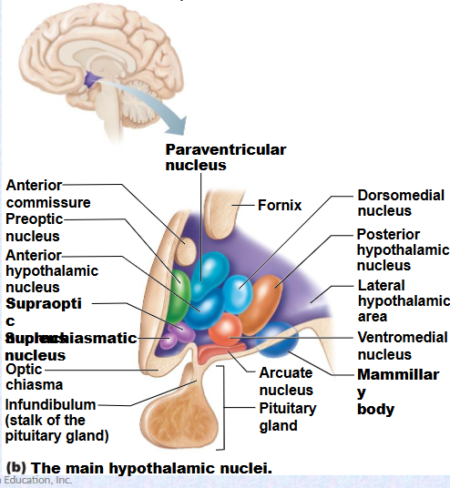 <p>(mammillary) </p><p>(Infundibulum) </p>