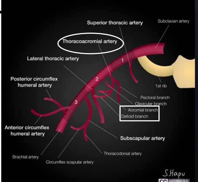 <p>Deltoid and acromial branches of thoracoacromial artery, subscapular artery, anterior and posterior circumflex humeral arteries</p>