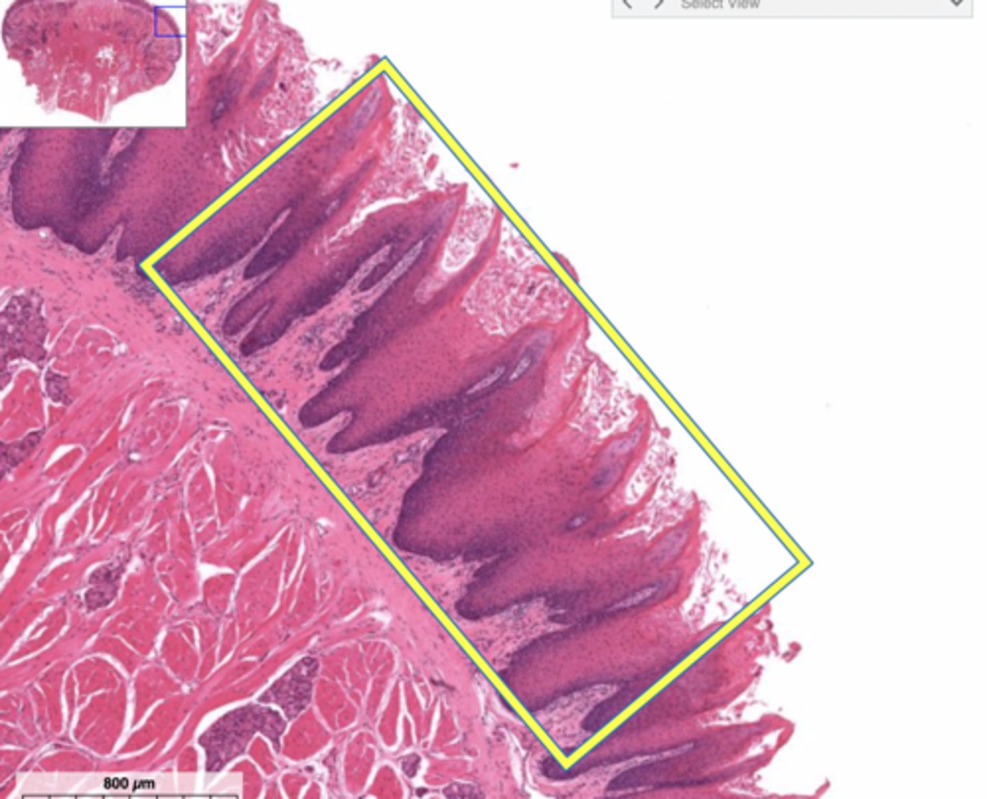 knowt flashcard image