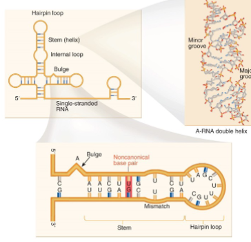 <p>uses both Watson-Crick and non-Watson Crick base pairs to facilitate structure formation 2</p><p>interactions with 2’ hydroxyl facilitates long range interactions  - changes the shape of minor and major grooves</p><p>nucleosides are often highly modified that allow for more H-bonding</p><p>large RNA molecules require protein chaperones to properly form their structure and prevent random folding</p>