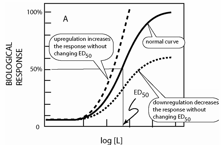 <p>which target tissue responsiveness to a hormone&nbsp;<span style="background-color: transparent; font-size: 1.6rem;"><span>can change</span></span></p><ul><li><p>Upregulation/downregulation:&nbsp;<span style="background-color: transparent; font-size: 1.6rem;"><span>Alteration in the number of&nbsp;</span></span>active receptors</p><ul><li><p>Exposure to a ligand almost&nbsp;<span style="background-color: transparent; font-size: 1.6rem;"><span>always results in&nbsp;</span></span>downregulation of (fewer)&nbsp;<span style="background-color: transparent; font-size: 1.6rem;"><span>receptors</span></span></p></li><li><p>Some hormones amplify&nbsp;<span style="background-color: transparent; font-size: 1.6rem;"><span>their action with upregulation&nbsp;</span></span> FSH, estradiol</p><ul><li><p>positive feedback loops, amplifying action</p></li></ul></li></ul></li><li><p>Desensitization changes the&nbsp;<span style="background-color: transparent; font-size: 1.6rem;"><span>concentration dependence of&nbsp;</span></span>the target tissue</p></li></ul><p></p>