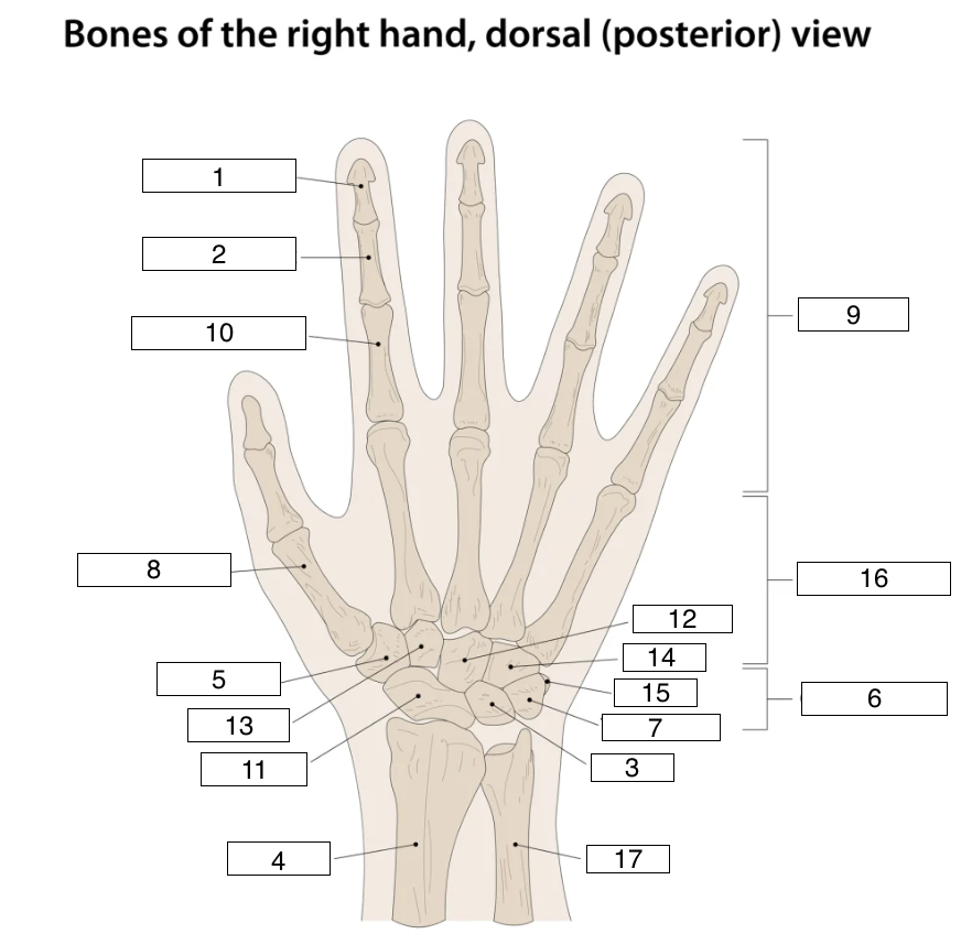 <p>what is indicated by number 1</p>