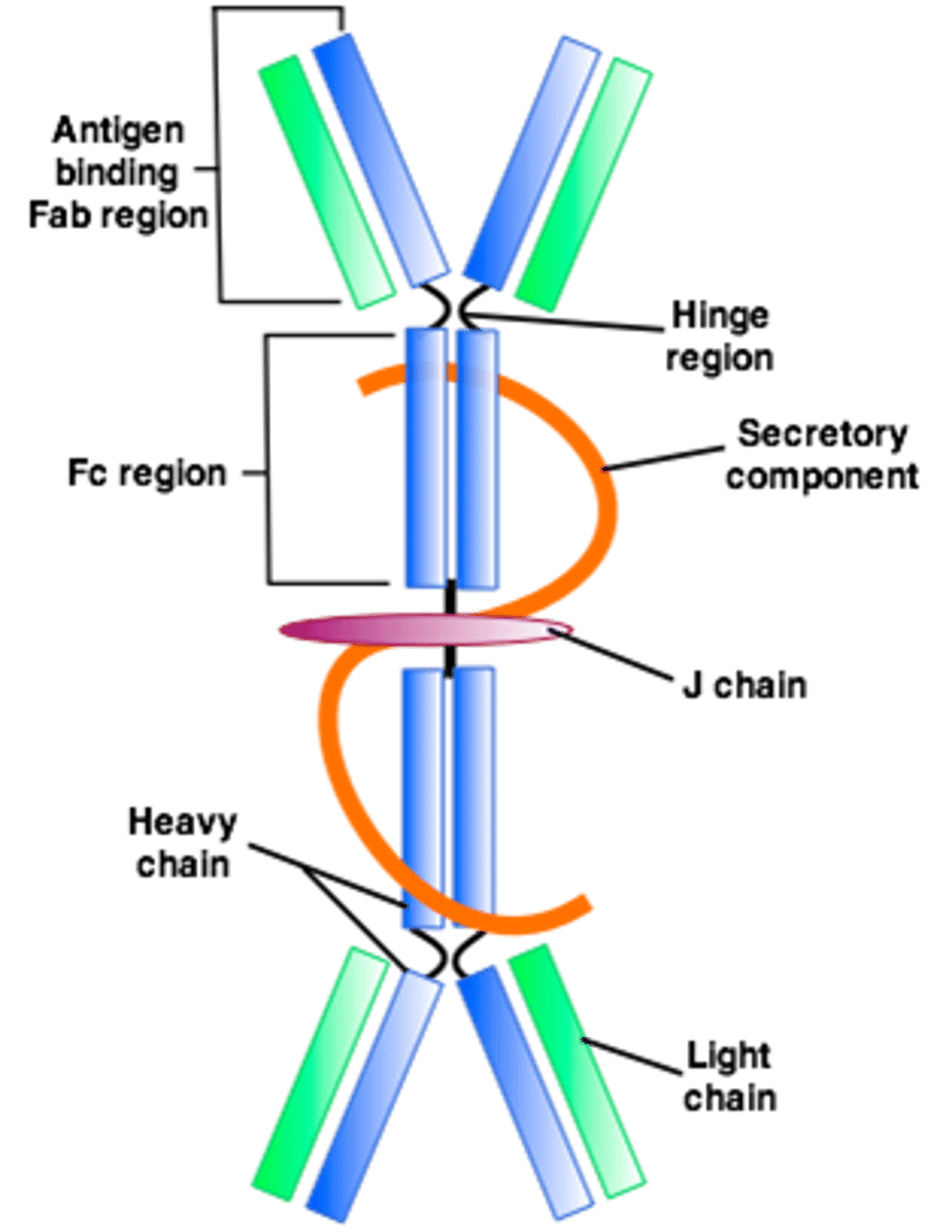 <p>1.A dimer in plasma and is also secretory because it is present in body secretions such as saliva, sweat, intestinal juice and breast milk.</p><p>2. It helps prevent pathogens from gaining access to the body.</p>