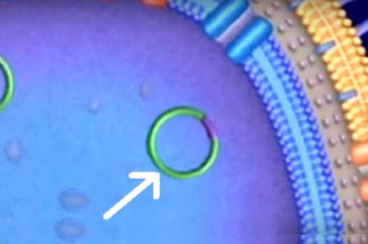 <p><span style="font-family: "Times New Roman", serif;"><span>What is this small circle of DNA that can contain genes to create antibiotic resistance?</span></span></p>