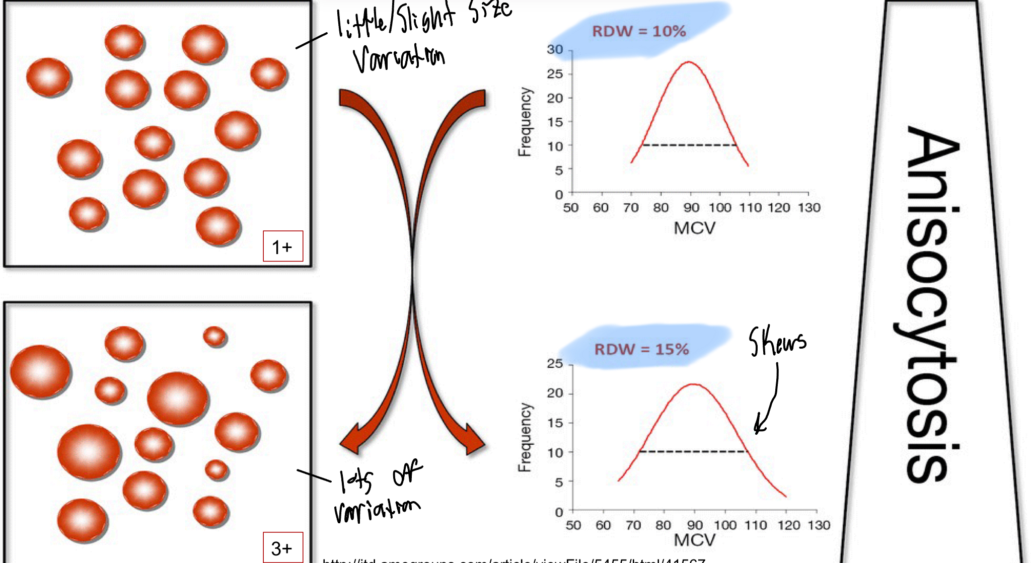 <ul><li><p>Red Cell Distribution Width</p><ul><li><p>It is the standard deviation of the MCV</p></li></ul></li></ul><p></p>
